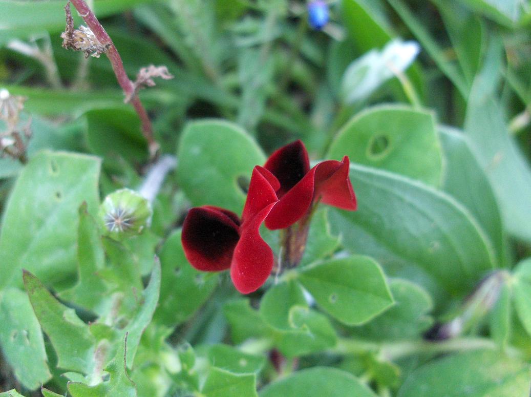 Tetragonolobus purpureus